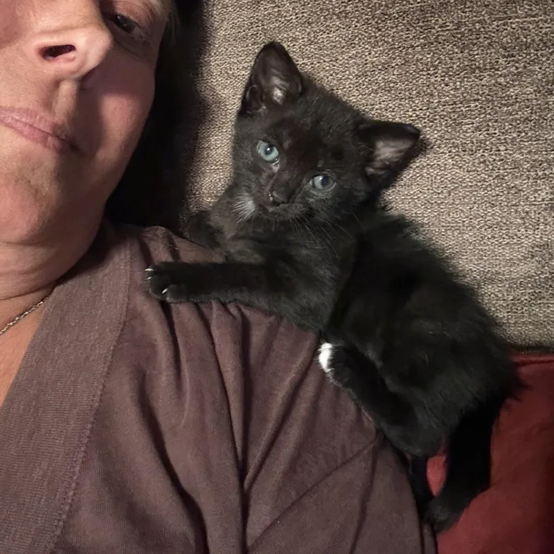 A baby small-sized female Black Domestic Short Hair cat named Bearbug for adoption in Brooklyn, NY