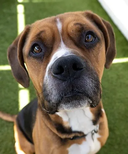 An adult large-sized male Tricolor (Brown, Black, & White) Hound dog named Beef Wellington for adoption in Encinitas, CA