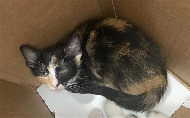 A baby medium-sized female Domestic Short Hair cat named Simba for adoption in Dallas, TX
