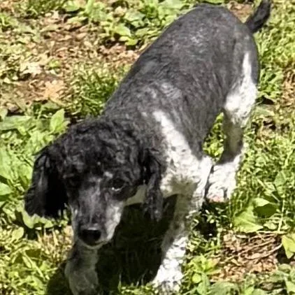 An adult small-sized male Brown / Chocolate Miniature Poodle dog named Winston for adoption in West Chester, PA