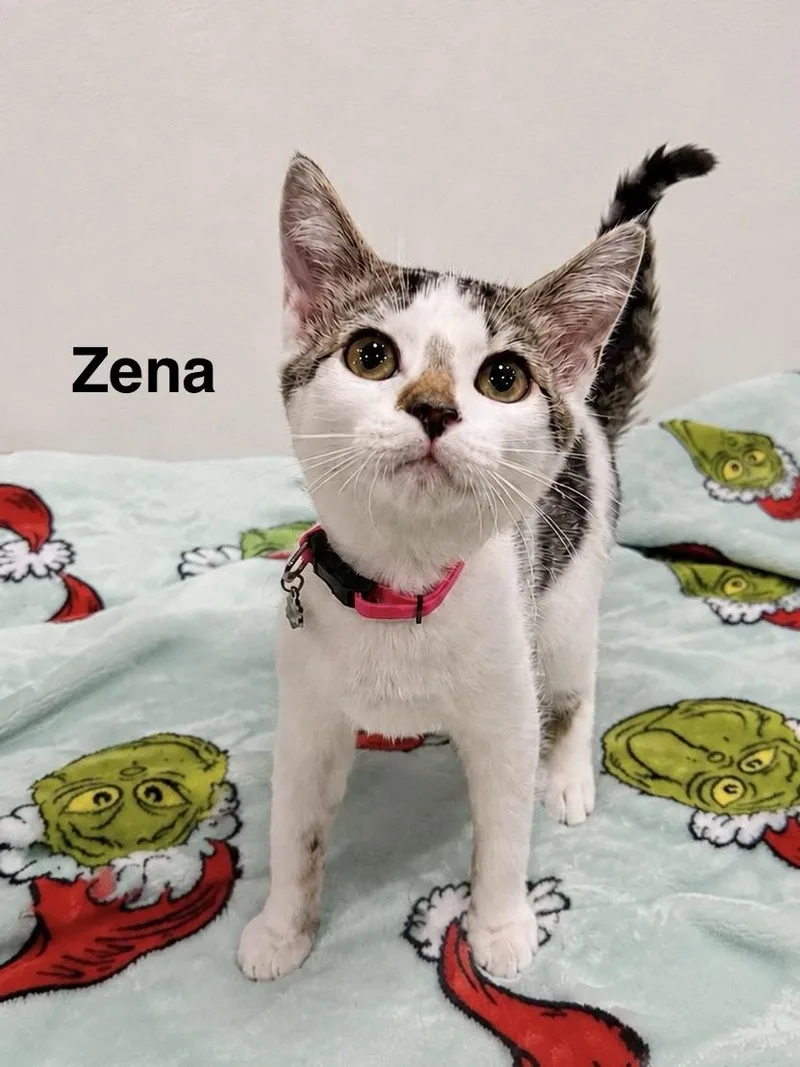 Zena