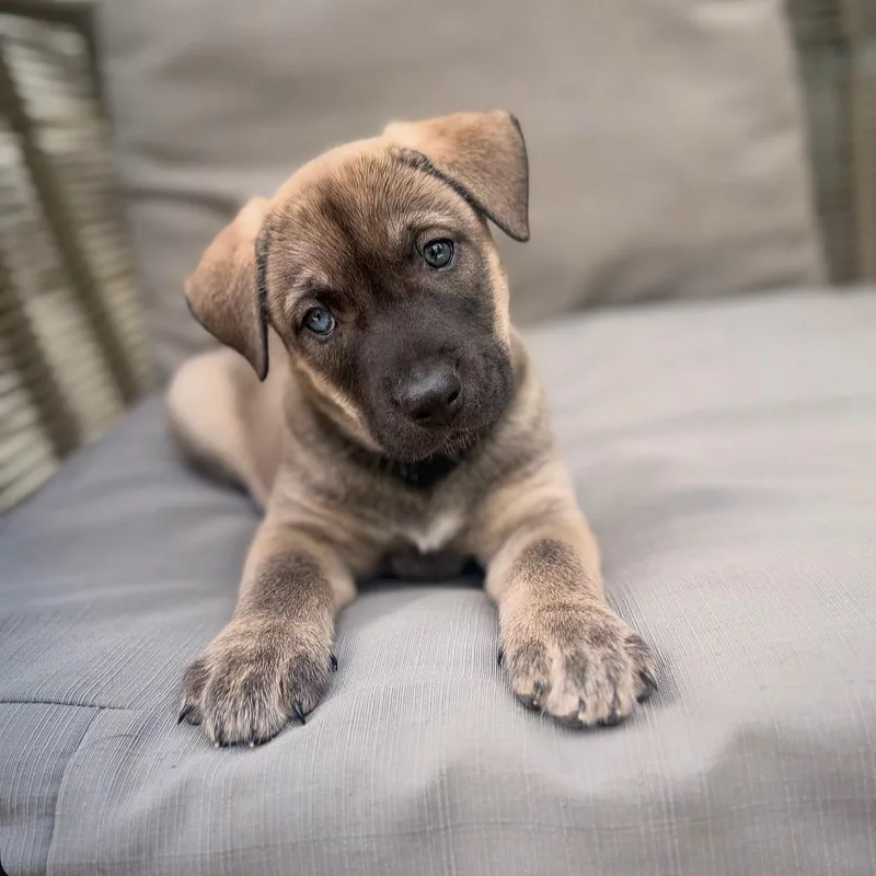 A baby medium-sized female Yellow / Tan / Blond / Fawn Labrador Retriever dog named Izabel for adoption in Los Angeles, CA