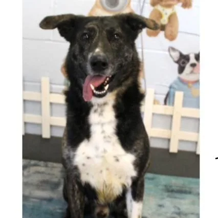 Maverickbeautiful Australian Shepherd And thumbnail 2