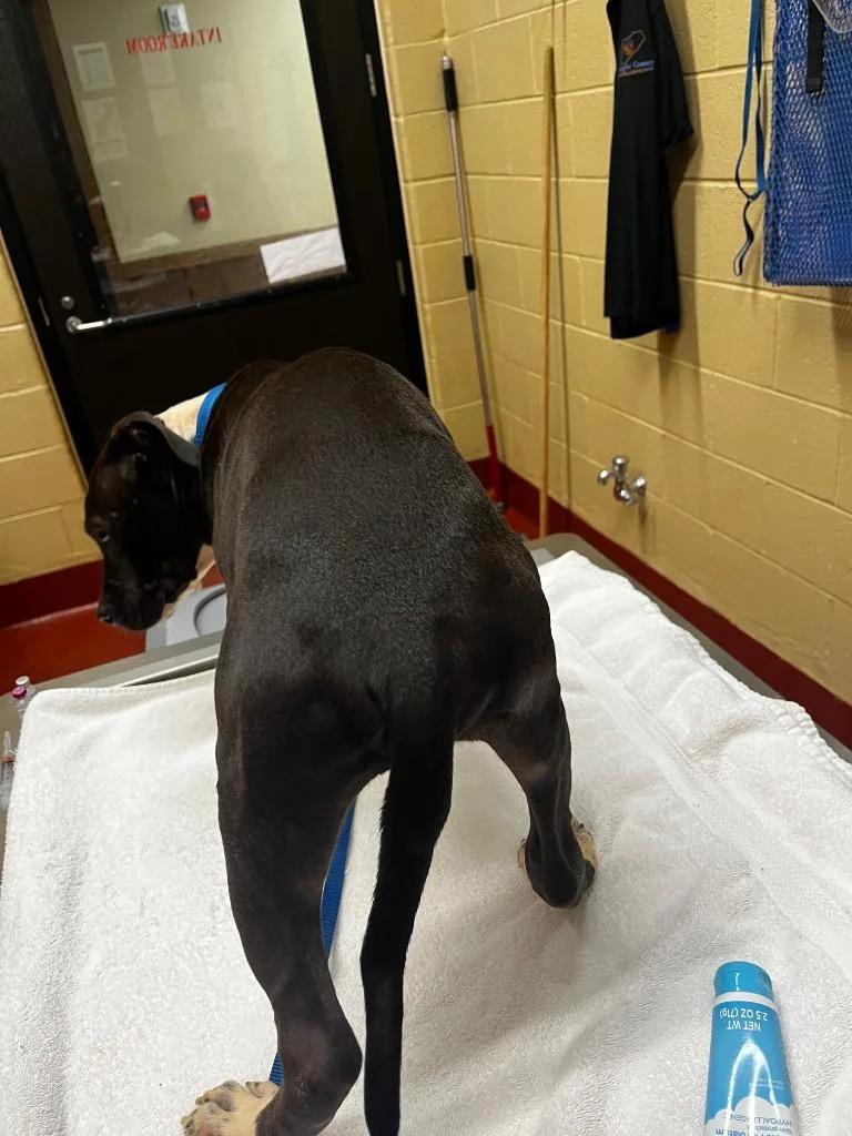 A baby small-sized male Mixed Breed dog named Leonidas for adoption in Douglasville, GA