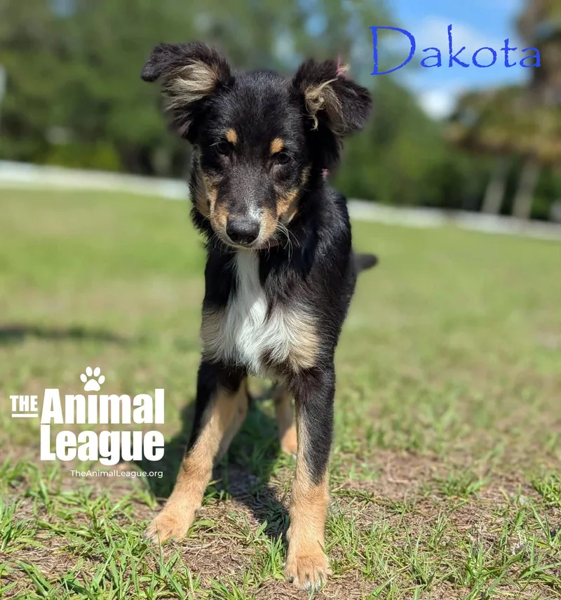 Dakota thumbnail 2