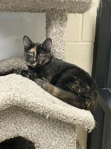 A young small-sized female Domestic Short Hair cat named Galaxy for adoption in Valparaiso, IN