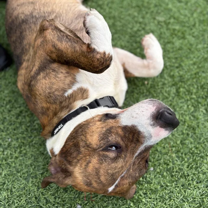An adult large-sized male Yellow / Tan / Blond / Fawn Pit Bull Terrier dog named Tux for adoption in Batavia, OH