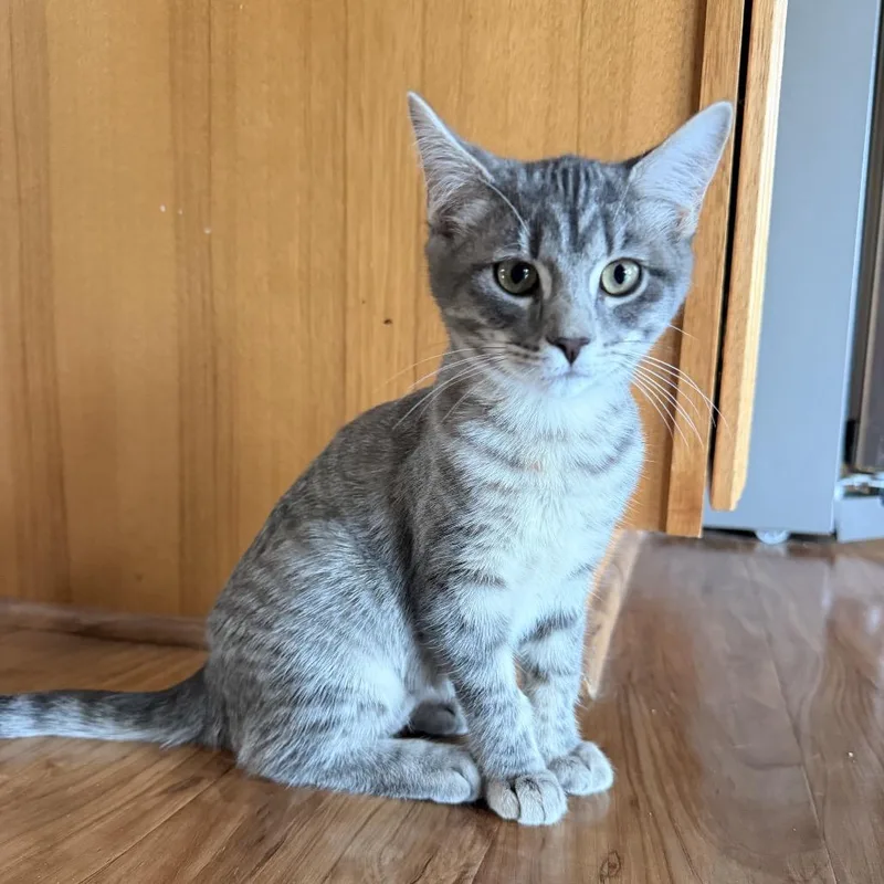 A baby small-sized female Gray / Blue / Silver Domestic Short Hair cat named Nova for adoption in Columbia, MO
