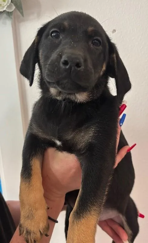 A baby large-sized female Black Labrador Retriever dog named Ursula for adoption in Van Nuys, CA