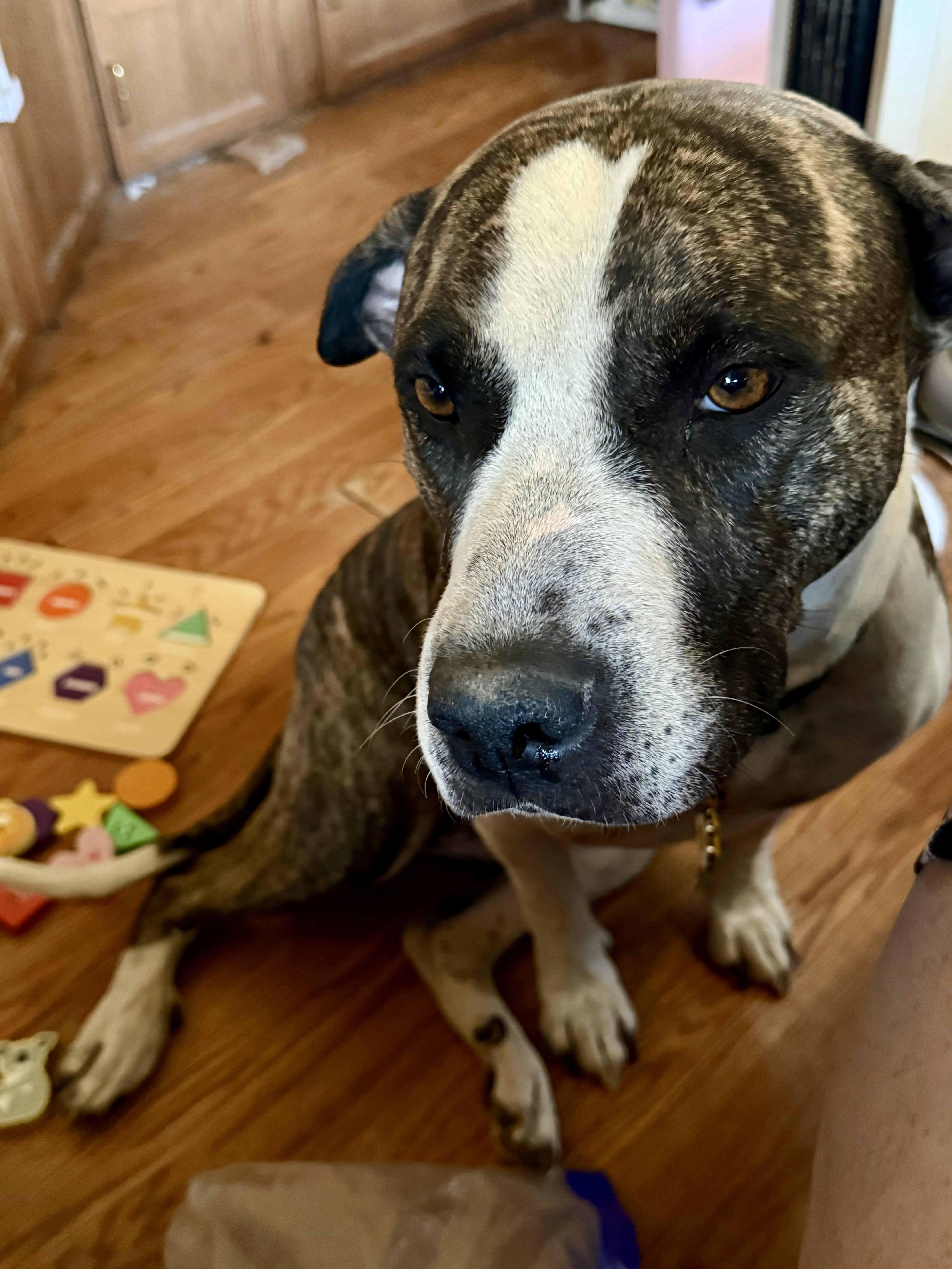 An adult large-sized female Pit Bull Terrier dog named Daisy for adoption in Tucson, AZ