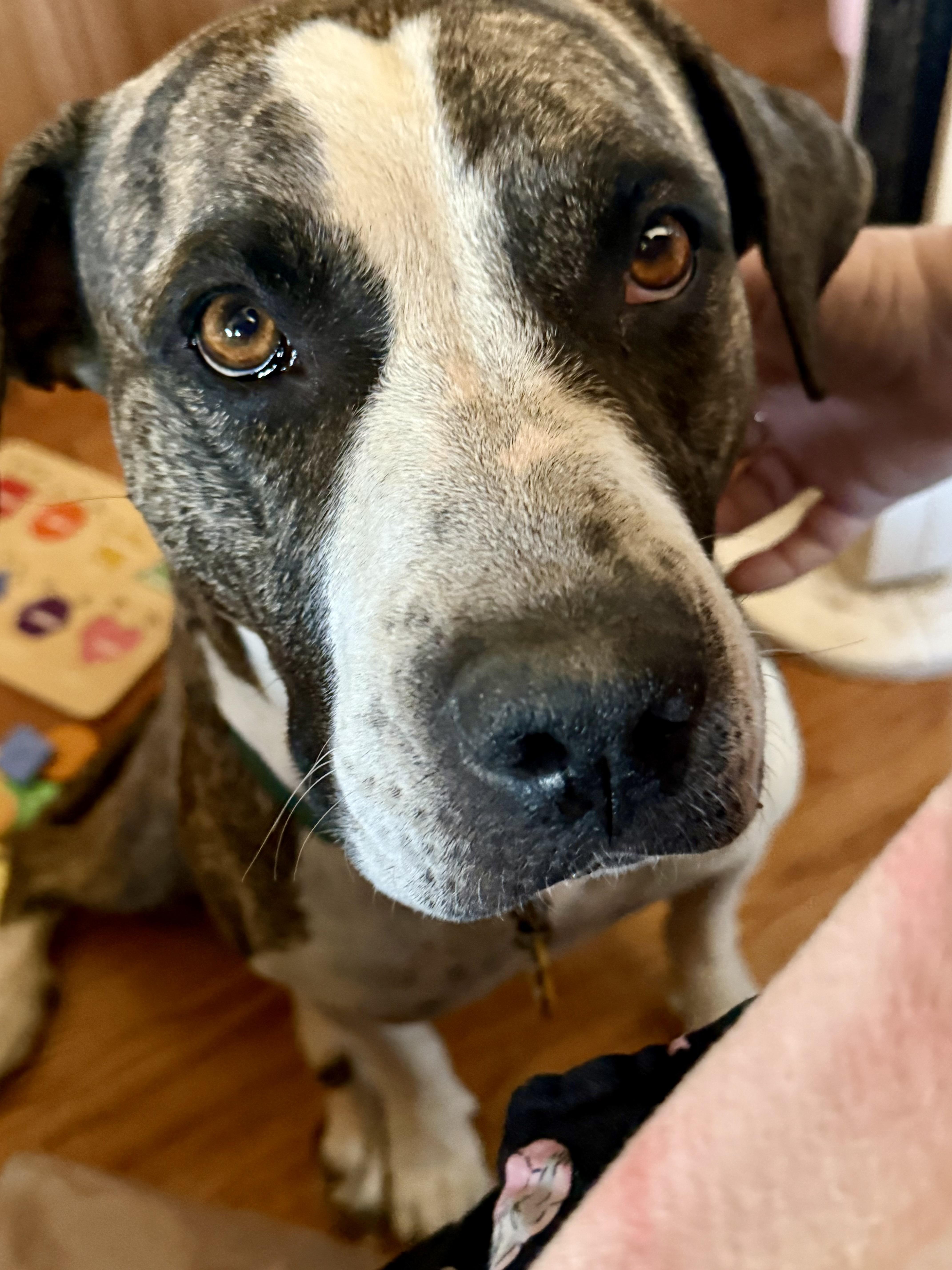 Daisy thumbnail 2