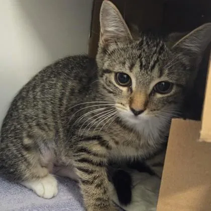 A baby small-sized female Domestic Short Hair cat named Gingersnap for adoption in Voorhees, NJ