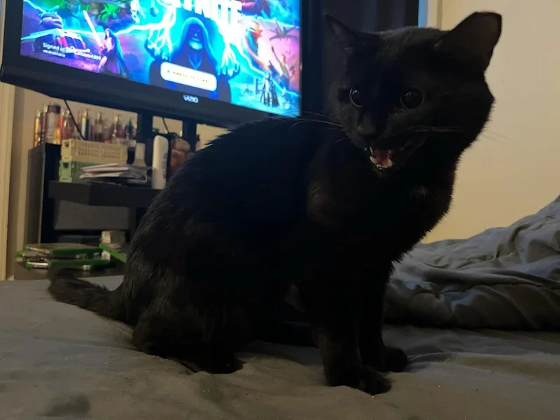An adult small-sized male Black Domestic Short Hair cat named Mr Bean for adoption in Forest, VA