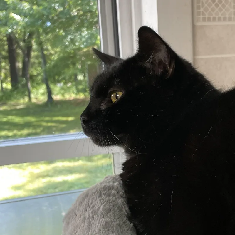 An adult medium-sized male Black American Shorthair cat named Percy for adoption in North Kingstown, RI