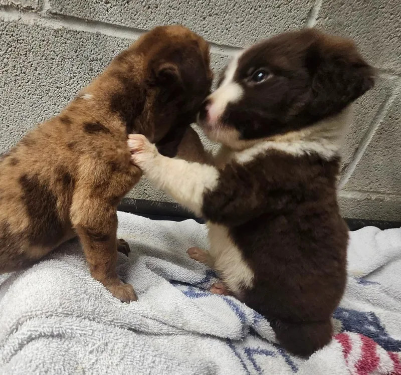 A baby medium-sized male Shepherd dog named Vesper for adoption in Athens, AL