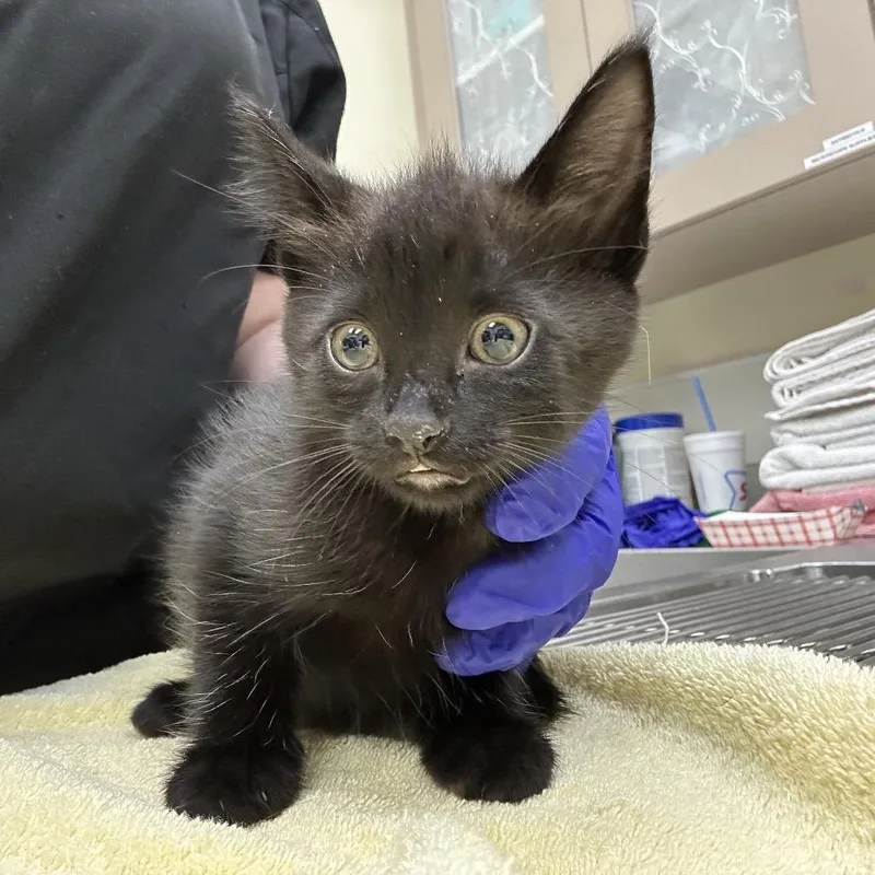 A baby small-sized female Black Domestic Short Hair cat named Key for adoption in Galveston, TX