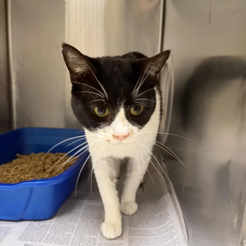 An adult medium-sized male Black Domestic Short Hair cat named Romanian Deadlift for adoption in Winston-Salem, NC