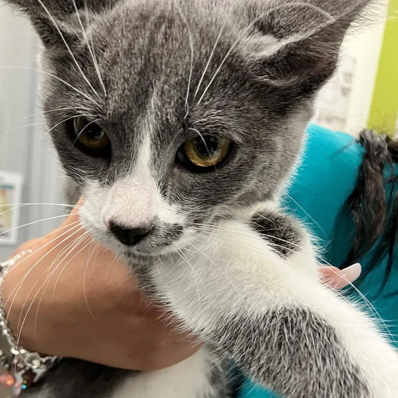 Mittens