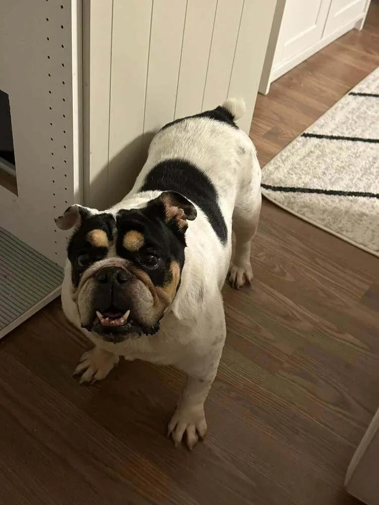 An adult medium-sized female English Bulldog dog named Dumpling for adoption in Denver, CO