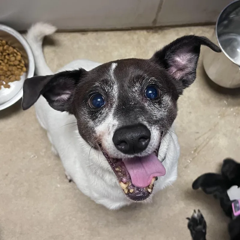 An adult small-sized female White / Cream Mixed Breed dog named Coco Mae for adoption in Grand Rapids, MI
