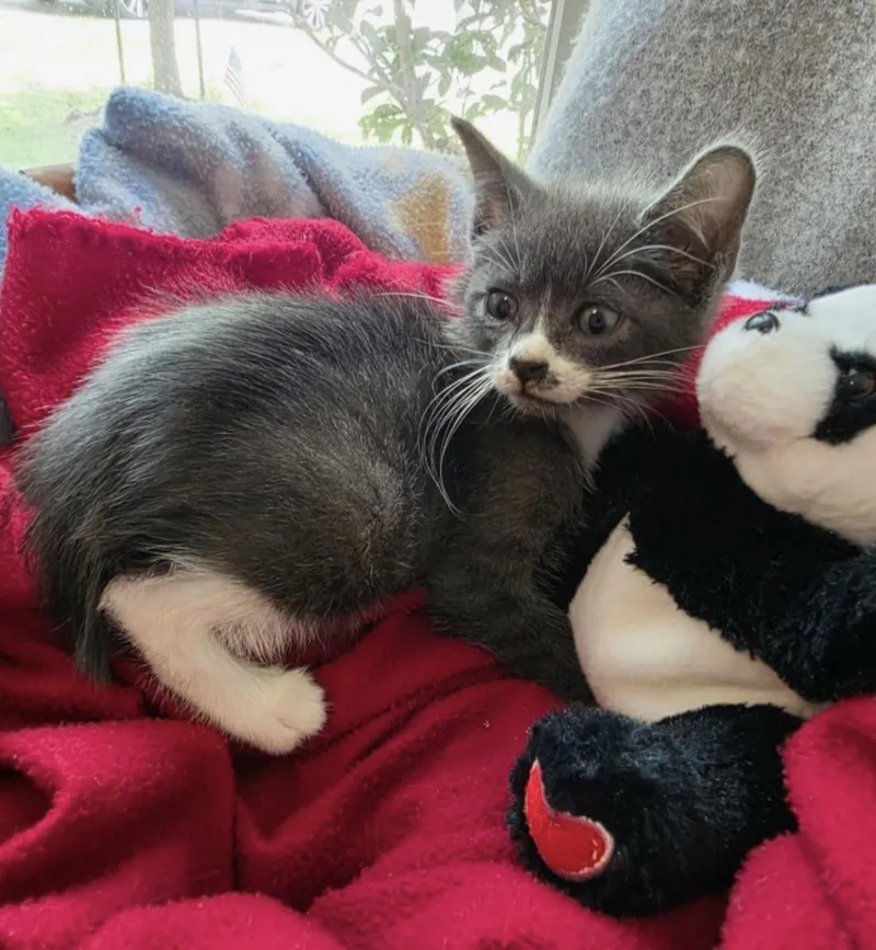 A baby medium-sized male Gray & White Domestic Short Hair cat named Tinker for adoption in Alvin, TX