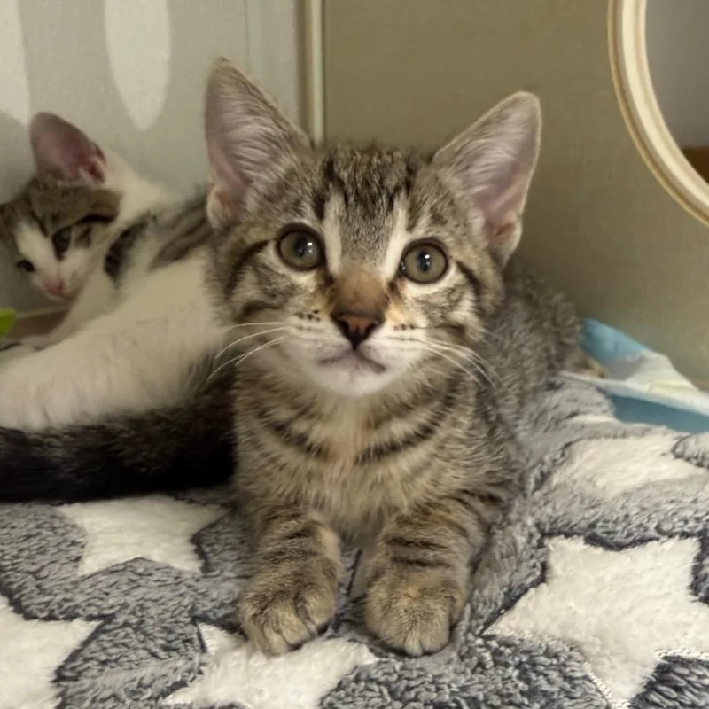 A baby small-sized female Brown / Chocolate Domestic Short Hair cat named Eclipse for adoption in Sunnyvale, CA