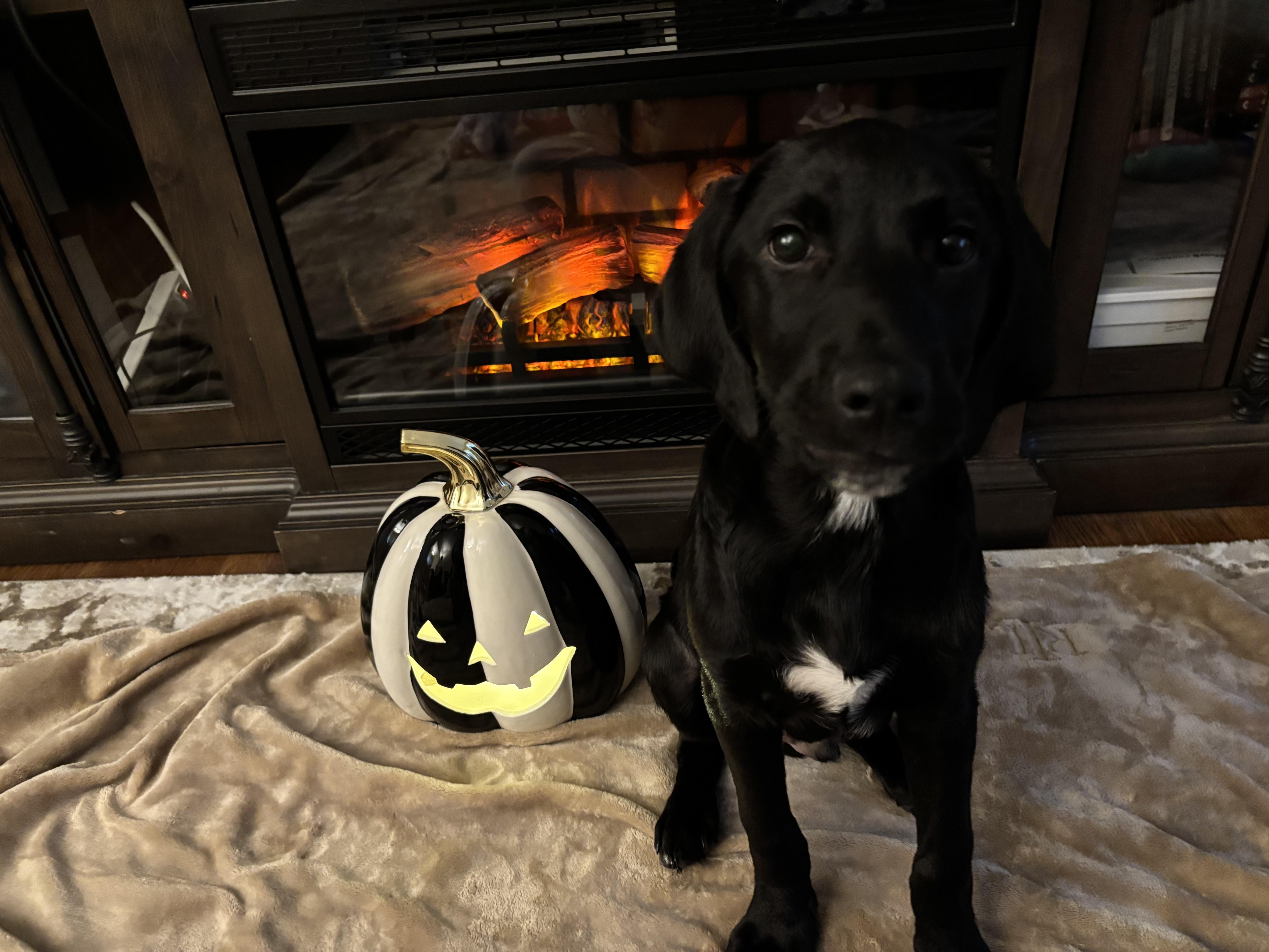 A young medium-sized male Black Hound dog named Toffee for adoption in Columbia, MD