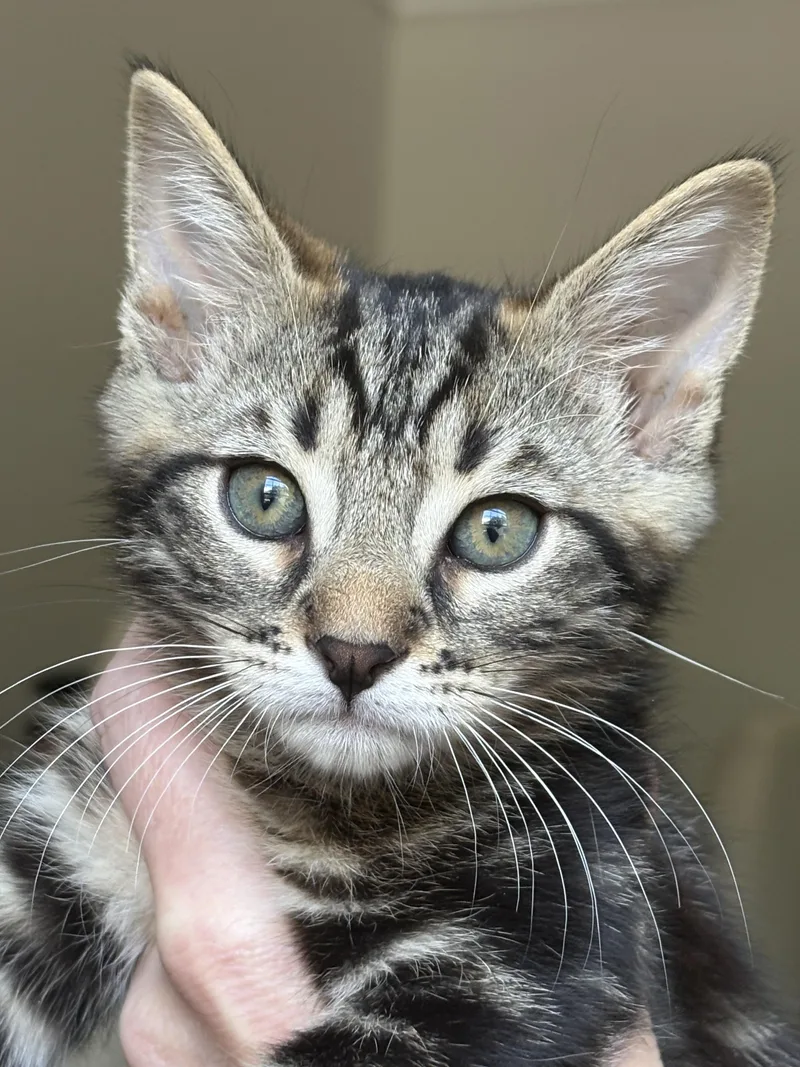 A baby small-sized male Tabby (Brown / Chocolate) Tabby cat named Churro for adoption in Melbourne, FL