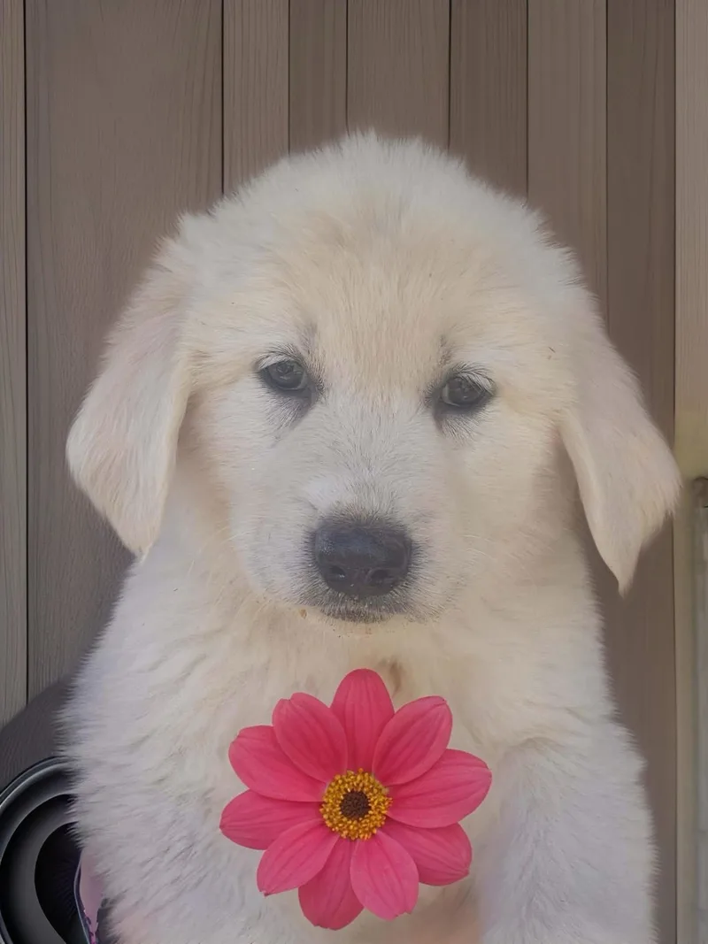 Cotton