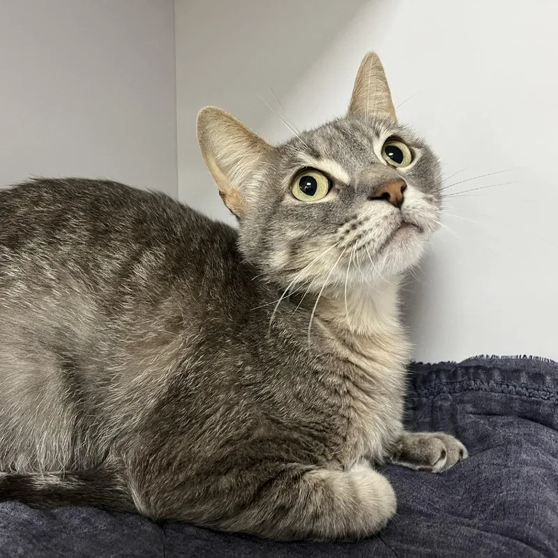 An adult medium-sized male Gray / Blue / Silver Domestic Short Hair cat named Cajun for adoption in Lyndhurst, VA