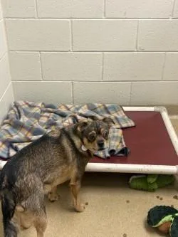 An adult medium-sized female Mixed Breed dog named Bluff for adoption in Longmont, CO