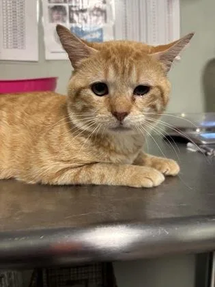 An adult medium-sized male Domestic Short Hair cat named Cheesepuff for adoption in Picayune, MS