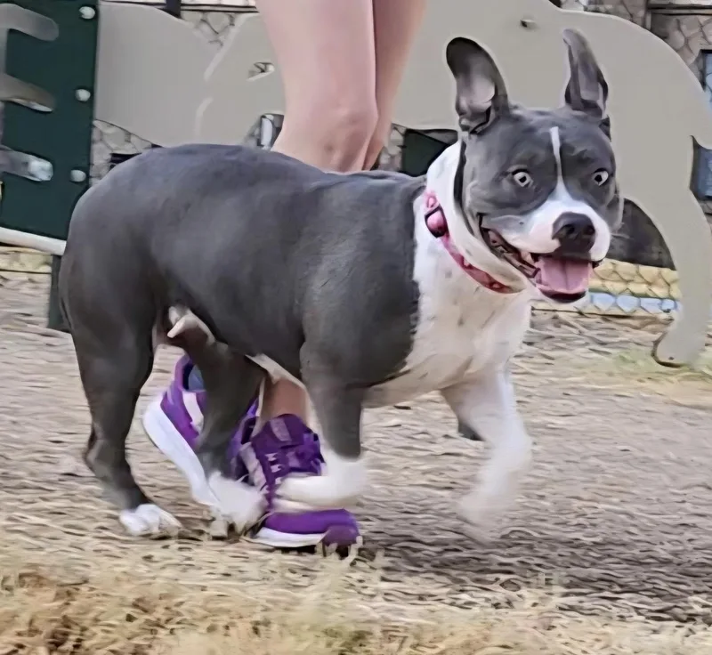 A young medium-sized female Pit Bull Terrier dog named Willow for adoption in Dallas, TX
