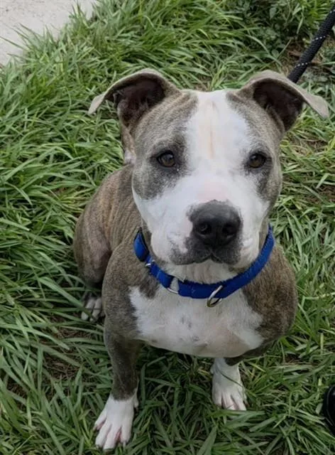An adult medium-sized female American Staffordshire Terrier dog named Chicha for adoption in Fort Lauderdale, FL