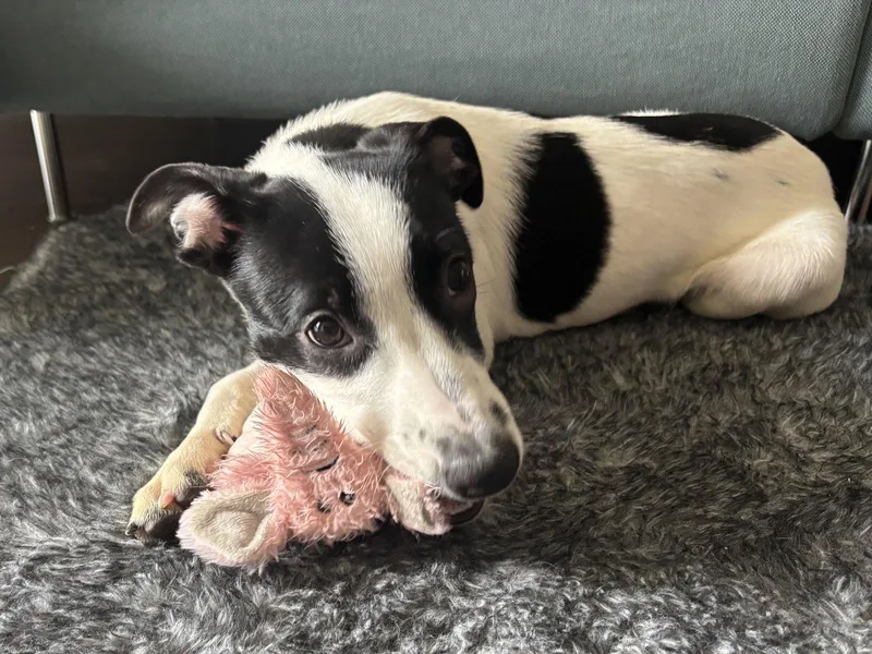 A young medium-sized female Pit Bull Terrier dog named Auralie for adoption in Salt Lake City, UT