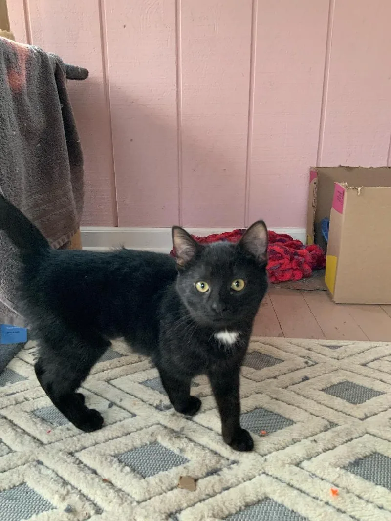 Snickerdoodle thumbnail 2