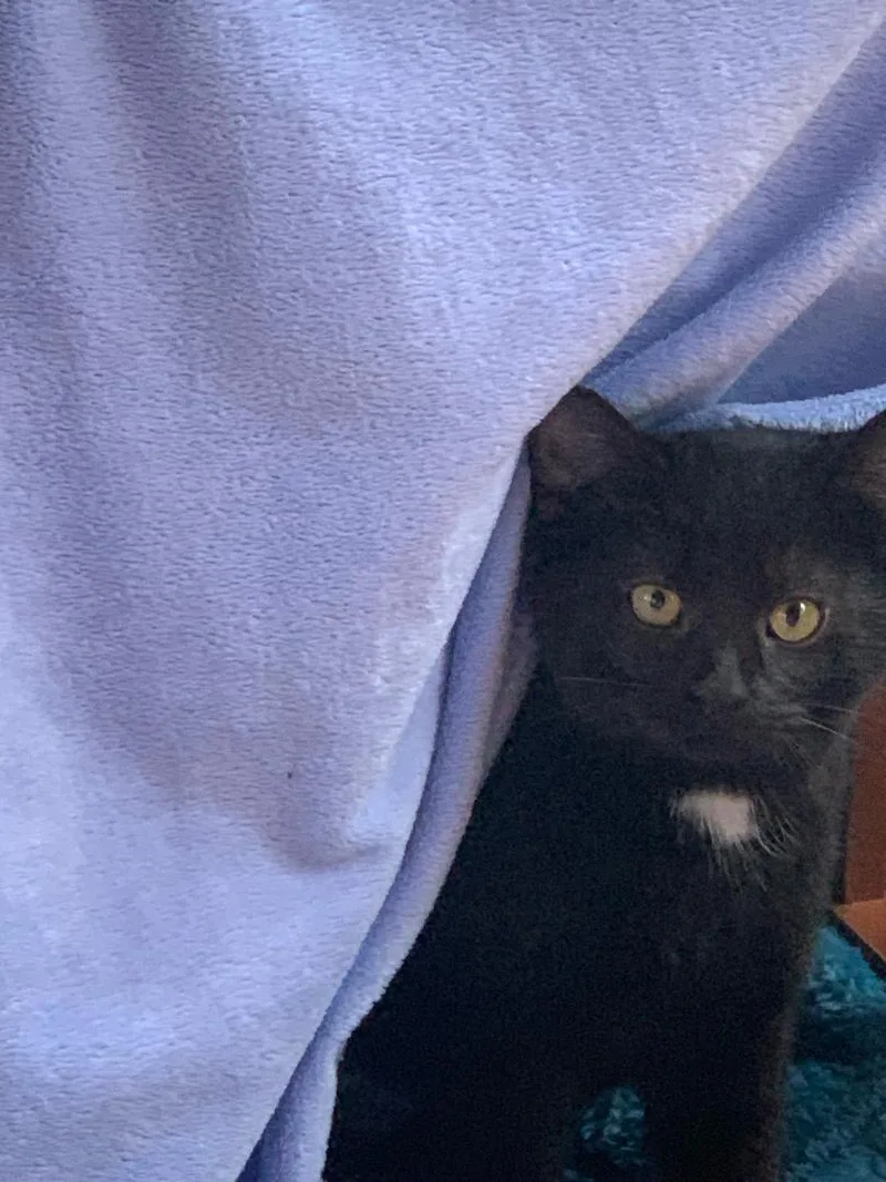 Snickerdoodle thumbnail 3