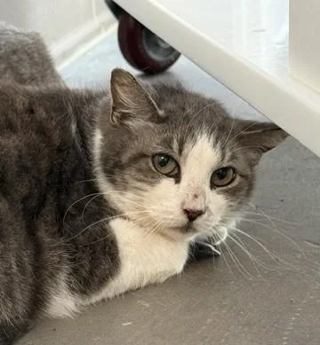 Kiko