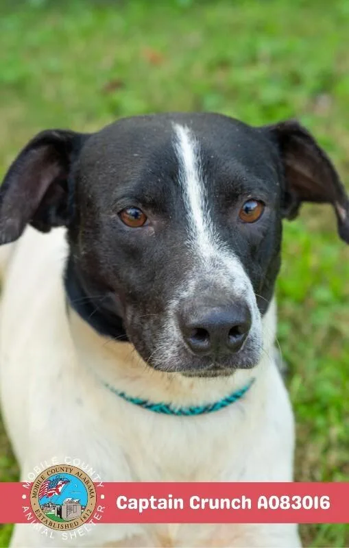 An adult medium-sized male White / Cream Labrador Retriever dog named Captain Crunch for adoption in Mobile, AL