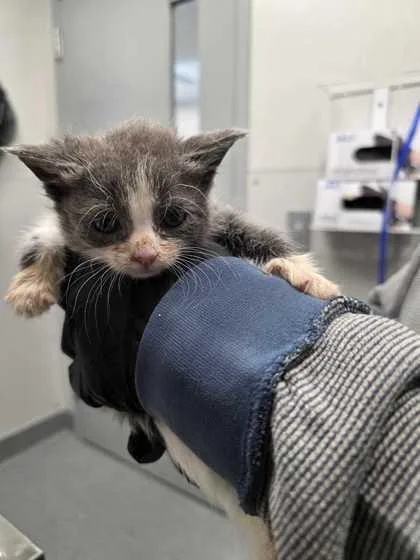 A baby small-sized female Domestic Short Hair cat named Rupaw for adoption in Sevierville, TN