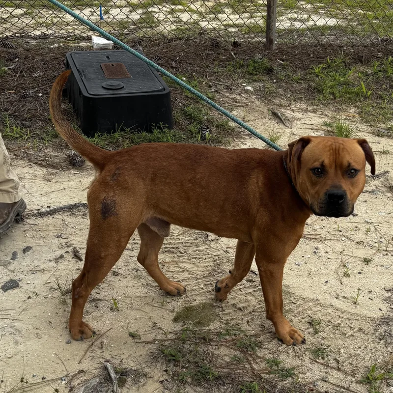 A young medium-sized male Red / Chestnut / Orange Pit Bull Terrier dog named Jack  what a for adoption in Charlottesville, VA