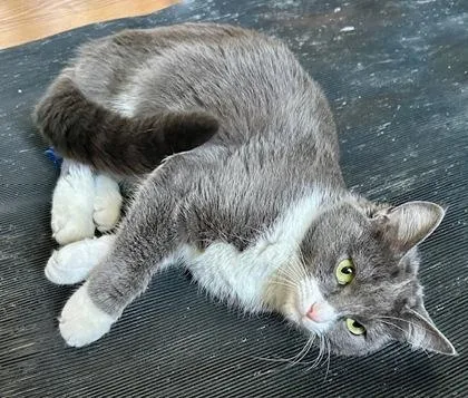 Blue Belle thumbnail 2