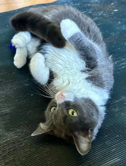 Blue Belle thumbnail 3