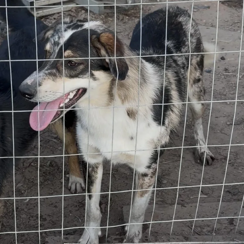 A young medium-sized male White / Cream Australian Shepherd dog named Dash for adoption in Livingston, TX