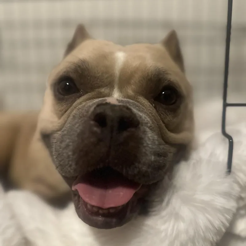 Tootsie thumbnail 3