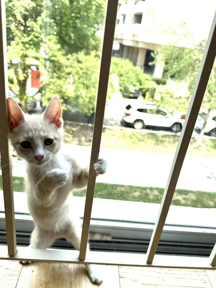A baby medium-sized female Domestic Short Hair cat named Venus for adoption in Vienna , VA
