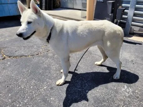 A young large-sized female Husky dog named Boo for adoption in San Pedro, CA