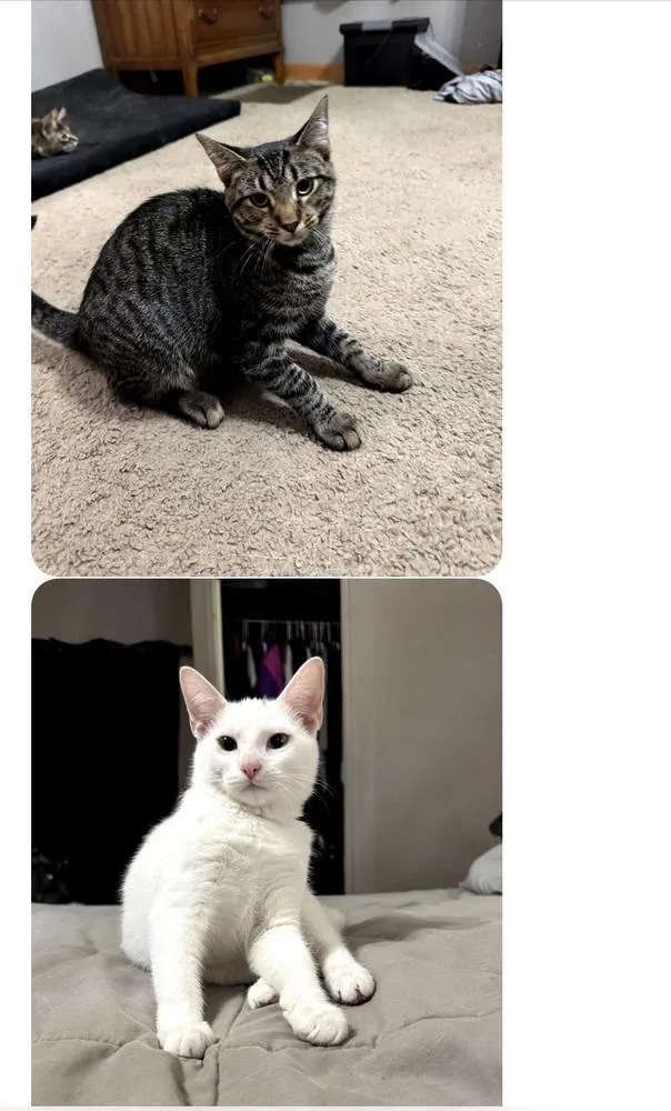 Kodiak Fka Tilted Kilt