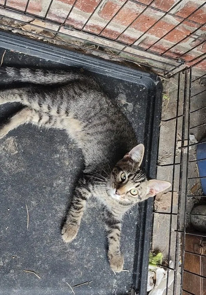 Kodiak Fka Tilted Kilt thumbnail 2