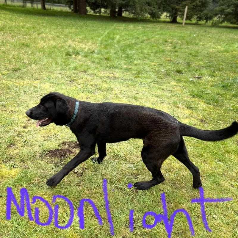 A young large-sized male Black Labrador Retriever dog named Moonlight for adoption in Tacoma, WA